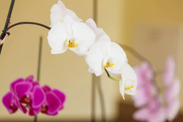 Close Van Mooie Wit Paarse Roze Orchideeën Huis Flora Decoratie — Stockfoto
