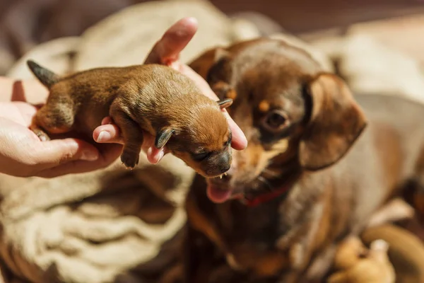 Person Showing Cute Adorable Little Dachshund Puppies Dogs Newborns Adult — Stock Photo, Image