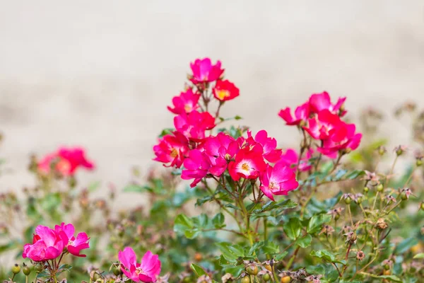 Detailed Closeup Pink Purple Flowers Blooming Spring Time Outdoor Shot — Stock Photo, Image