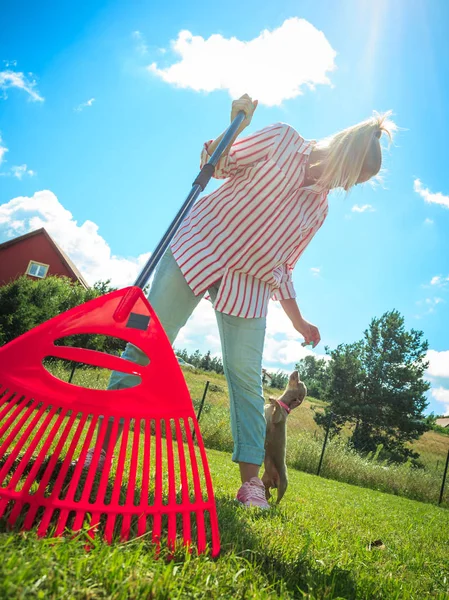 Unusual angle of woman raking leaves using rake. Person taking care of garden house yard grass. Agricultural, gardening equipment concept.