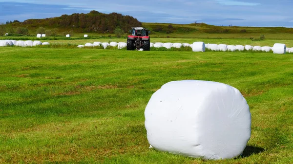 田里有稻草包的农业景观 用塑料白箔包裹的谷类干草包 夏天在挪威的Lofoten — 图库照片
