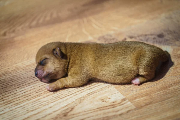 Primo Piano Carino Adorabile Cagnolino Bassotto Neonato Sdraiato Sul Pavimento — Foto Stock