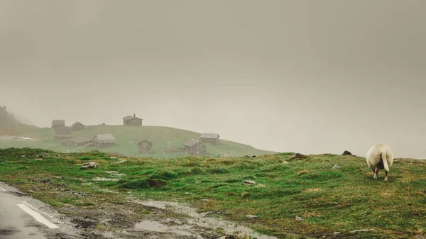 Ovelhas Pastagem Pastando Colina Rocha Durante Tempo Nebuloso Nublado Conceito — Fotografia de Stock