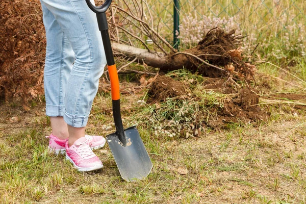 女园丁用铲子在泥土上挖了个洞 以便从后院取出枯干的参天大树 外面的院子里干活 — 图库照片