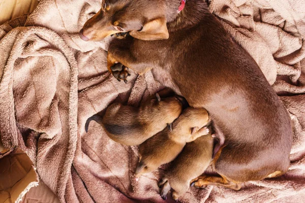 Close Cute Adorable Little Dachshund Puppies Dogs Newborns Lying Next — Stock Photo, Image