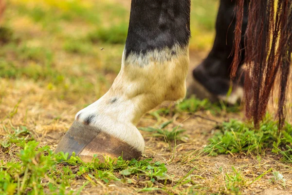 Detalhado Close Cavalo Pés Casco Com Cascos Animais Detalhes Conceito — Fotografia de Stock