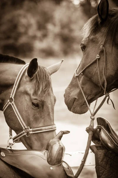 Dos Caballos Salvajes Marrones Campo Idílico Del Prado Animales Mamíferos —  Fotos de Stock