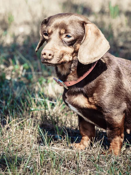 Little Dachshund Purebreed Long Bodied Short Legged Small Dog Playing — Stock Photo, Image