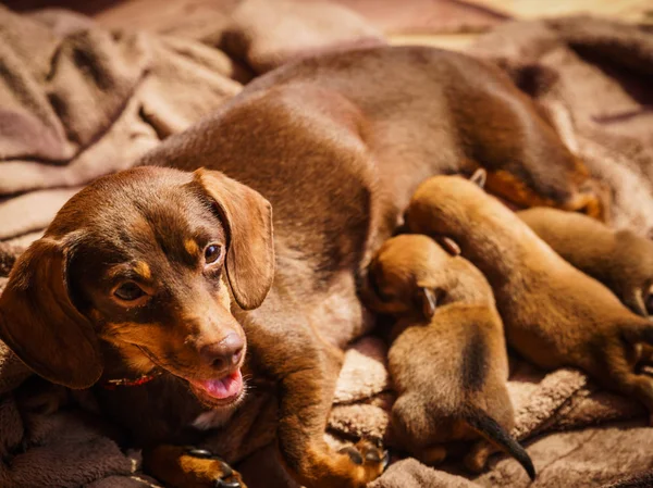 一只可爱可爱的小猎狗宝宝躺在妈妈身边喂它们 — 图库照片