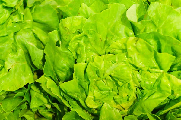 Detailed Close Lettuce Shop Shelf Healthy Nutrition Nutritious Food Full — Stock Photo, Image