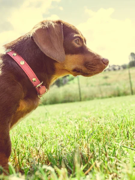 小さなダックスフントは 夏の春の天候の間に草の上で外で遊んで長い体の短い足の小さな犬を純血 — ストック写真