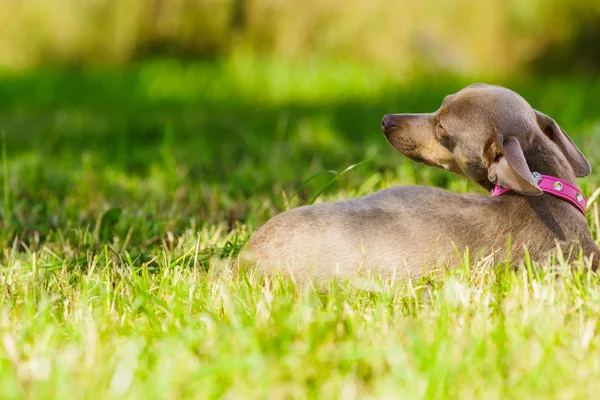 Little Pinscher Ratter Prazsky Krysarik Mestizo Perro Pequeño Jugando Aire —  Fotos de Stock