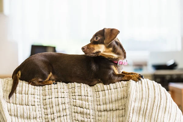 Kleiner Dackel Reinrassig Langbeinig Kurzbeinig Kleiner Hund Sitzt Entspannt Und — Stockfoto