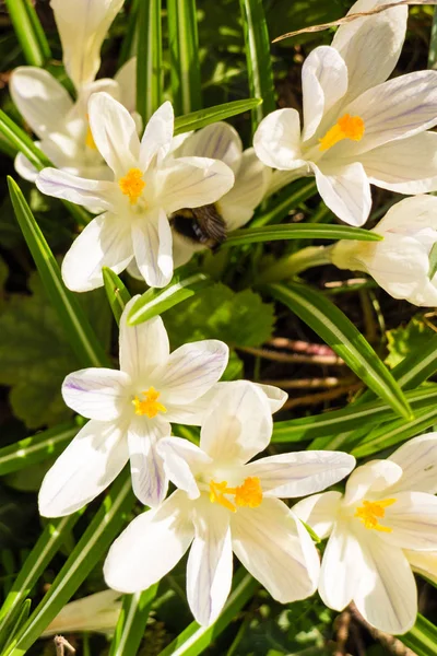 Close White Crocus Flower Garden Bloom Spring Weather Beautiful Sunlight — Stock Photo, Image