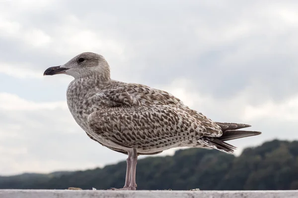 Concepto Animales Acuáticos Junto Mar Primer Plano Pájaro Gaviota Pie —  Fotos de Stock