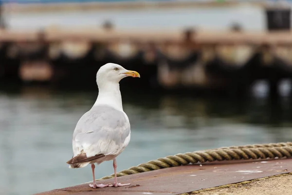 Seaside Woda Zwierzęta Koncepcja Zbliżenie Seagull Ptak Stojący Obok Wody — Zdjęcie stockowe