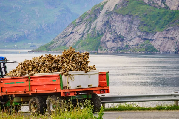 Stokvis van kabeljauw drogen op rekken, eilanden Lofoten Noorwegen — Stockfoto