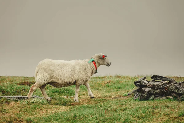 Schafe auf der Weide, die auf einem Felshügel grasen — Stockfoto