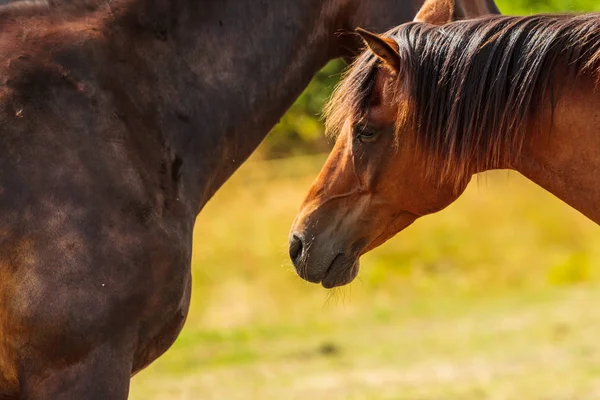 Dwa brązowe dzikie konie na pole łąka — Zdjęcie stockowe