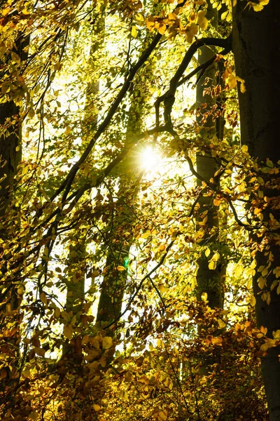 Őszi fák, a park — Stock Fotó