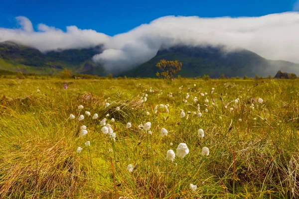 Fiori e montagne, Gimsoya isola di Lofoten Norvegia — Foto Stock