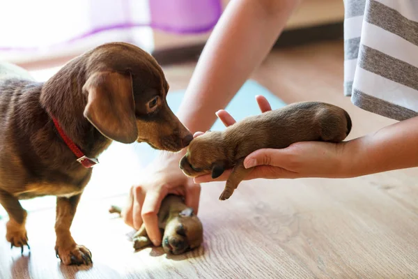 Persona che mostra i cuccioli al cane madre — Foto Stock