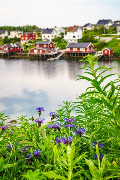 노르웨이 어촌 마을, Reine Lofoten 노르웨이 — 스톡 사진