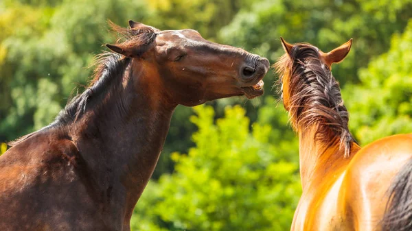 Дві коричневі дикі коні на лужному полі — стокове фото