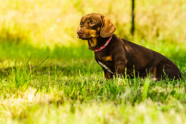 小さな犬が外で遊ぶ — ストック写真