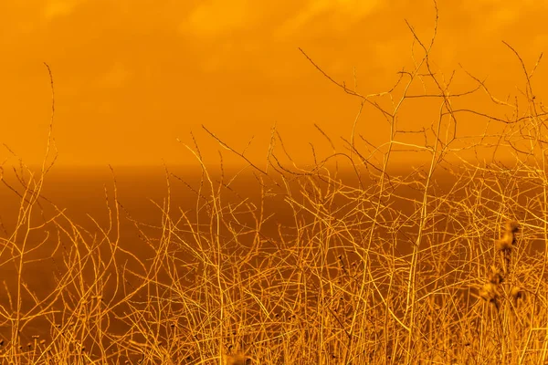 Branches Bush contre le ciel — Photo