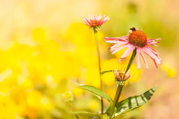 Detaljerade närbild av pink daisy blomman — Stockfoto