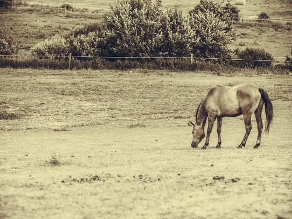 Фото лошади, пасущейся на траве — стоковое фото