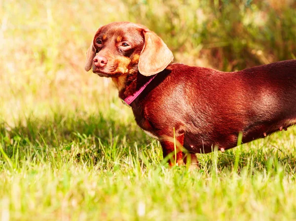 Little dog playing outside — Stock Photo, Image