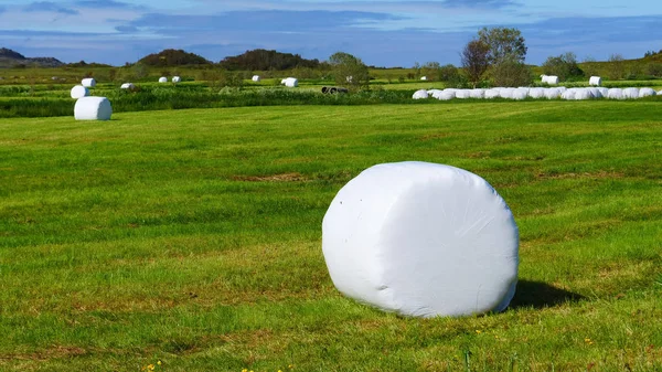 Bale de heno envuelto en papel de plástico, Noruega — Foto de Stock