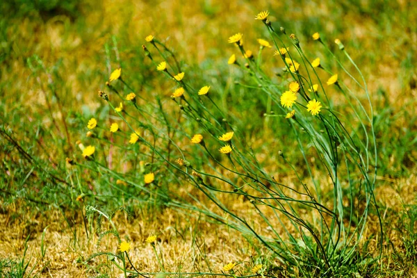 Små härliga gula blommor på grönt gräs — Stockfoto