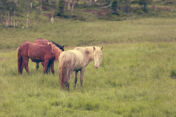 Horse on pasture. — Stock Photo, Image