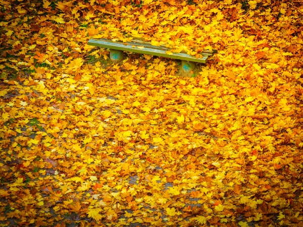 Banco e folhas de bordo coloridas no parque da cidade — Fotografia de Stock