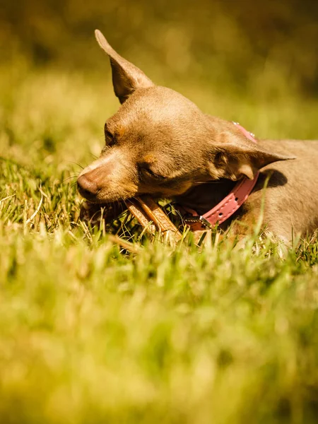 Pequeño perro jugando afuera — Foto de Stock