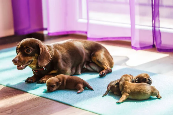 Weinig Teckel honden puppies pasgeborenen — Stockfoto