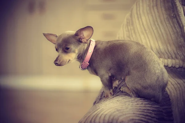 Kanepede oturan küçük köpek — Stok fotoğraf