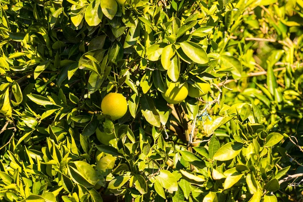 Fruta verde amadurecendo em arbusto — Fotografia de Stock