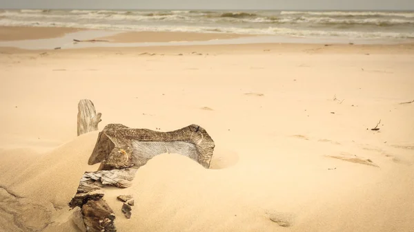 Détails de la plage au printemps — Photo