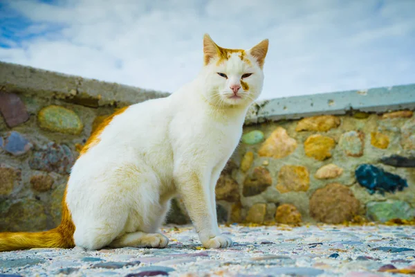 Beautiful wild white and ginger cat — Stock Photo, Image