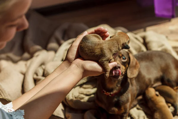 Persona che mostra i cuccioli al cane madre — Foto Stock