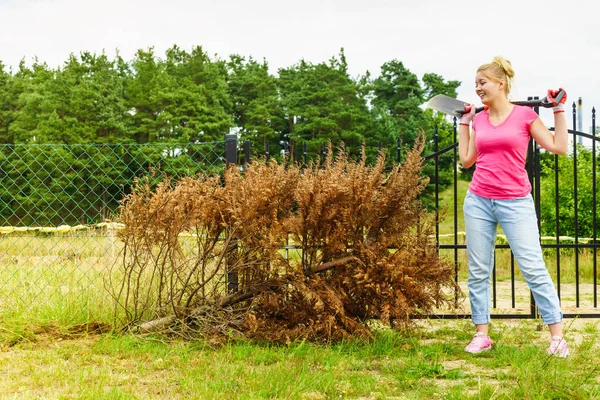 Donna rimozione albero thuja essiccato dal cortile — Foto Stock