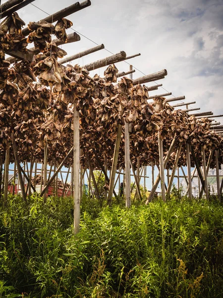 Cod stockfish drying on racks, Lofoten islands Norway — Stock Photo, Image