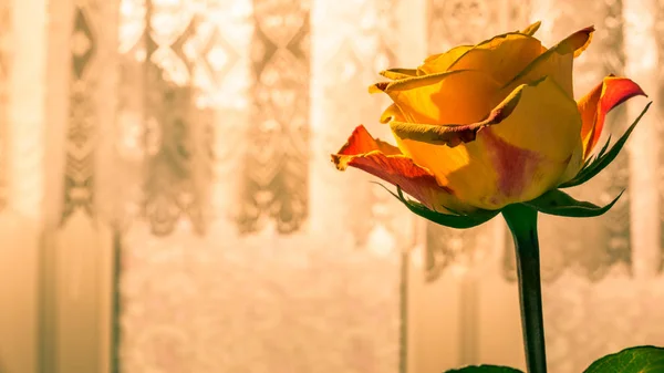 Close up of orange rose — Stock Photo, Image