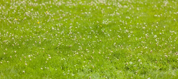 Detailed closeup of grass with blooming flowers — Stock Photo, Image