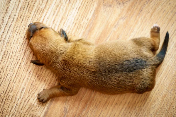 Kleiner Dackel Hundewelpe neugeboren — Stockfoto