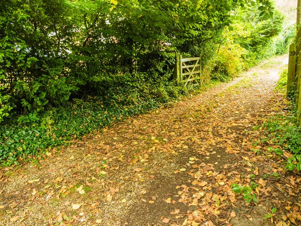 Tranquillo sentiero nella foresta o nel parco autunnale — Foto Stock